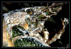 Crayfish in Rivaz, lake Geneva by Daniel Strub 